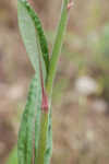 Longleaf buckwheat